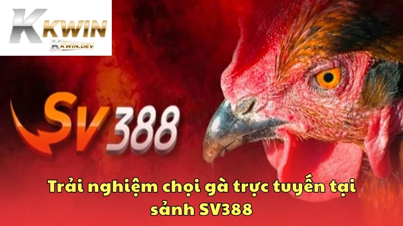 Trải nghiệm chọi gà trực tuyến tại sảnh SV388