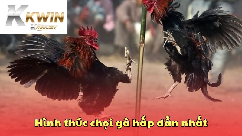Hé lộ 4 hình thức chọi kê khiến ai cũng muốn thử

