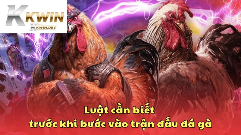 Luật chọi kê cần biết trước khi bước vào trận đấu