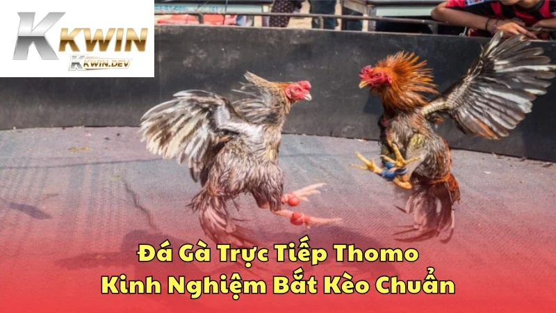 Đá gà trực tiếp Thomo