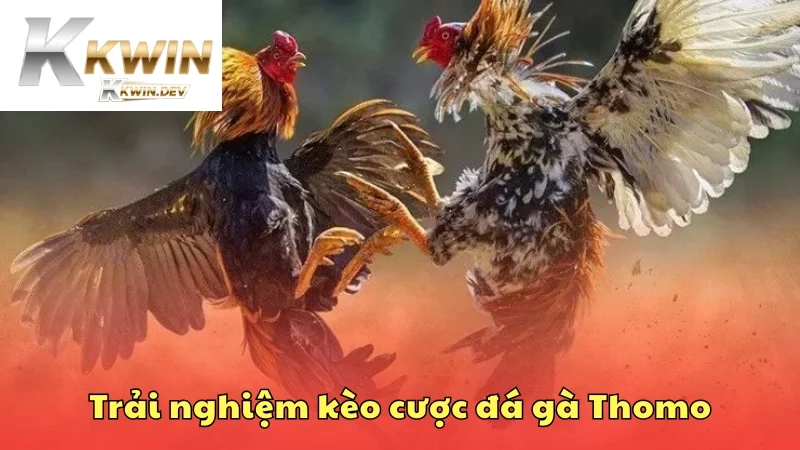 Trải nghiệm đa dạng kèo cược đá gà Thomo