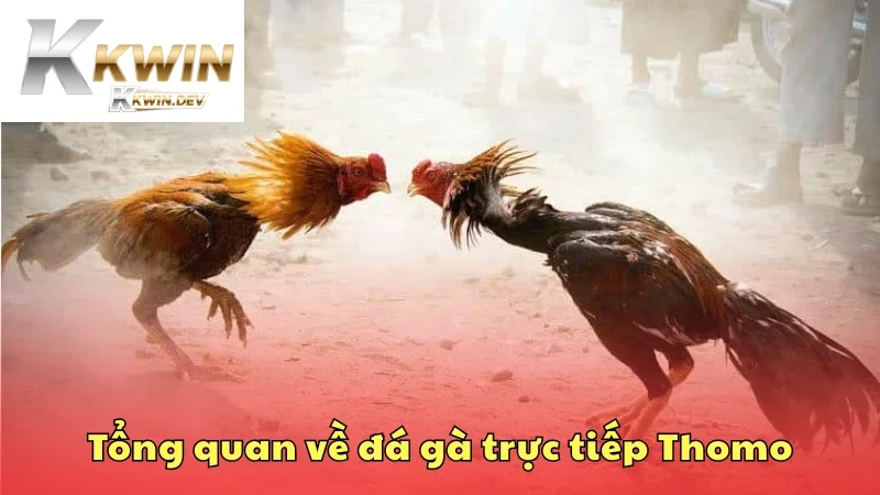 Tổng quan về hình thức đá gà trực tiếp Thomo