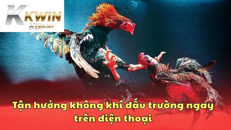 Tận hưởng không khí đấu trường ngay trên điện thoại