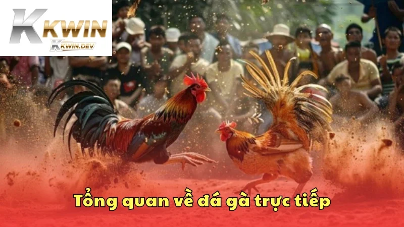 Tổng quan về khái niệm đá gà trực tiếp