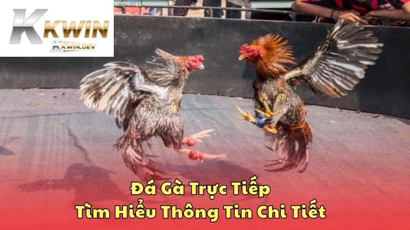 Đá gà trực tiếp